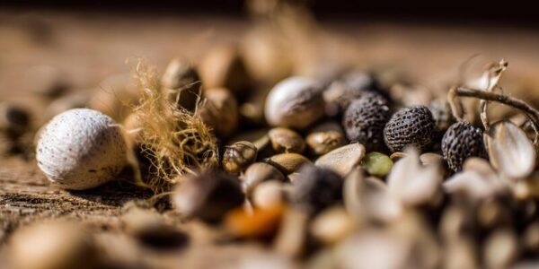 collection-of-seeds